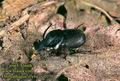 Onthophagus_illyricus_2070