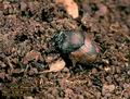 Onthophagus_lemur_6667