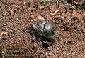 Onthophagus_vacca_2002