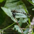 Onychogomphus_forcipatus_ak8486