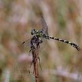 Onychogomphus_forcipatus_al0308