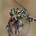 Onychogomphus_forcipatus_al0321