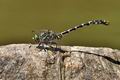 Onychogomphus_forcipatus_bx5157