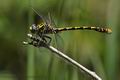 Onychogomphus_uncatus_dx0714