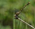 Onychogomphus_uncatus_dx0718