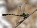 Onychogomphus_uncatus_pi5376