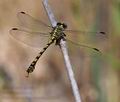 Onychogomphus_uncatus_pi5394