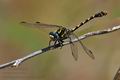 Onychogomphus_uncatus_pi5648s