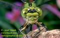 Ophiogomphus_cecilia_379