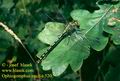 Ophiogomphus_cecilia_520