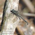 Ophiogomphus_cecilia_af3602