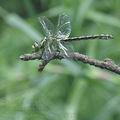 Ophiogomphus_cecilia_ah7717