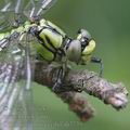 Ophiogomphus_cecilia_ah7739