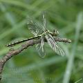 Ophiogomphus_cecilia_ah7749