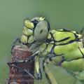 Ophiogomphus_cecilia_ah7822