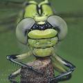 Ophiogomphus_cecilia_ah7831