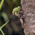 Ophiogomphus_cecilia_bc7441