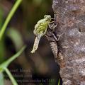 Ophiogomphus_cecilia_bc7445