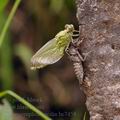 Ophiogomphus_cecilia_bc7458