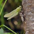 Ophiogomphus_cecilia_bc7473