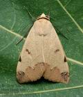 Ophiusa_tirhaca_cy9571s