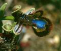Ophrys_fusca_4867
