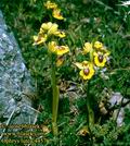 Ophrys_lutea_4457