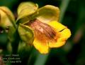 Ophrys_lutea_4876