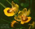 Ophrys_lutea_8296