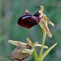 Ophrys_mammosa_ae3492