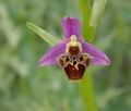 Ophrys_oestrifera_ae5812