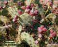 Opuntia_ficus-indica_4877