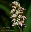 Orchis_coriophora_4889