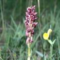 Orchis_coriophora_9077