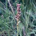 Orchis_coriophora_9078