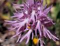 Orchis_italica_11531