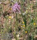 Orchis_italica_11532