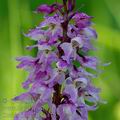 Orchis_mascula_ak4192