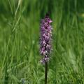 Orchis_mascula_ak4198