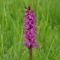 Orchis_mascula_ak4447