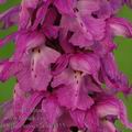 Orchis_mascula_ak4455