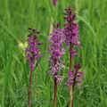 Orchis_mascula_ak4461