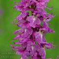 Orchis_mascula_ak4477