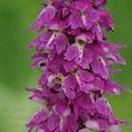 Orchis_mascula_ak4482