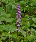 Orchis_mascula_br6831