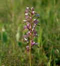 Orchis_militaris_4144