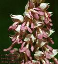 Orchis_militaris_4883