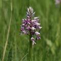 Orchis_militaris_ak3952