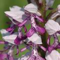 Orchis_militaris_ak3965