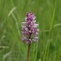 Orchis_militaris_ak4287